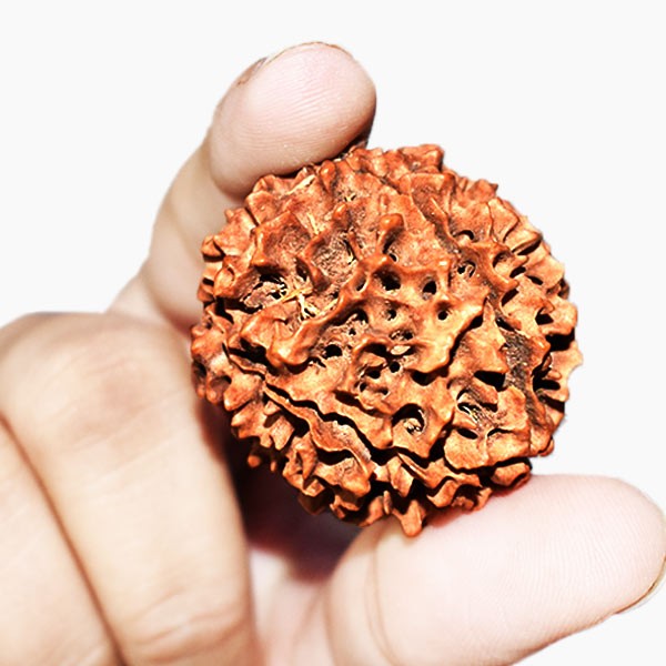 Panch Mukhi Rudraksha, 5 Mukhi Rudraksha Bead, Big Size