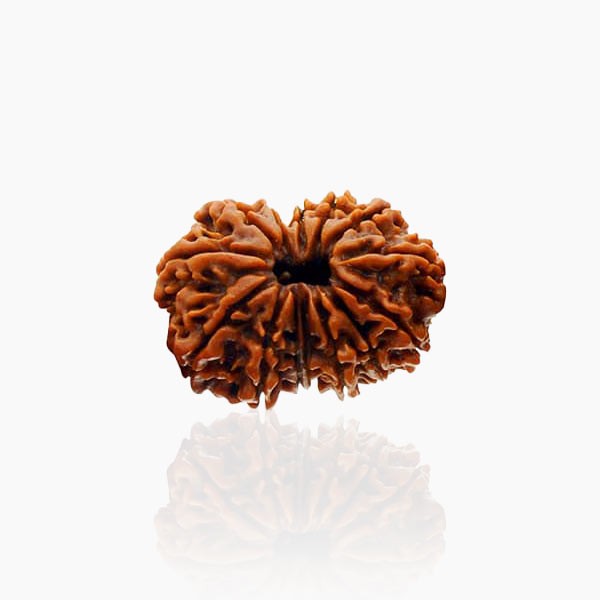 13 Mukhi Rudraksha, Thirteen Face Rudraksha Bead, 13X13 mm