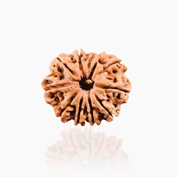 11 Mukhi Rudraksha, Eleven Face Rudraksha Bead, 12X10 mm