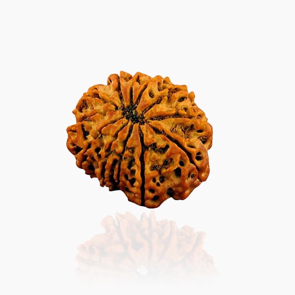 12 Mukhi Rudraksha, Twelve Face Rudraksha Bead, 16X13 mm