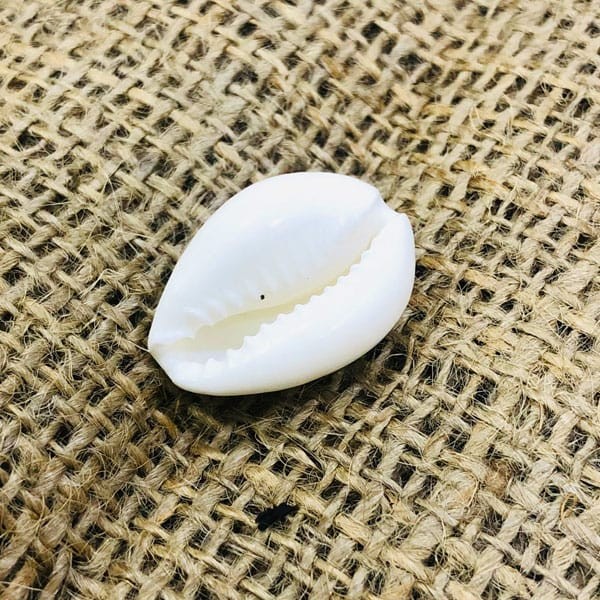 White Laxmi Cowrie, Safed Puja Cowrie, Laxmi Cowrie 1 Piece