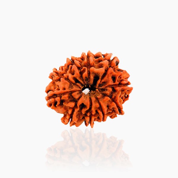 10 Mukhi Rudraksha, Ten Face Rudraksha Bead, 18X14 mm