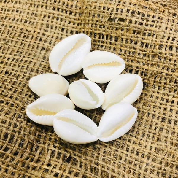 White Laxmi Cowrie, Safed Puja Cowrie, Laxmi Cowrie 8 Piece