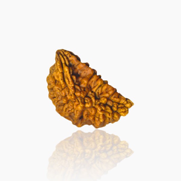 1 Mukhi Rudraksha, One Face Natural Rudraksha Bead, 10 mm