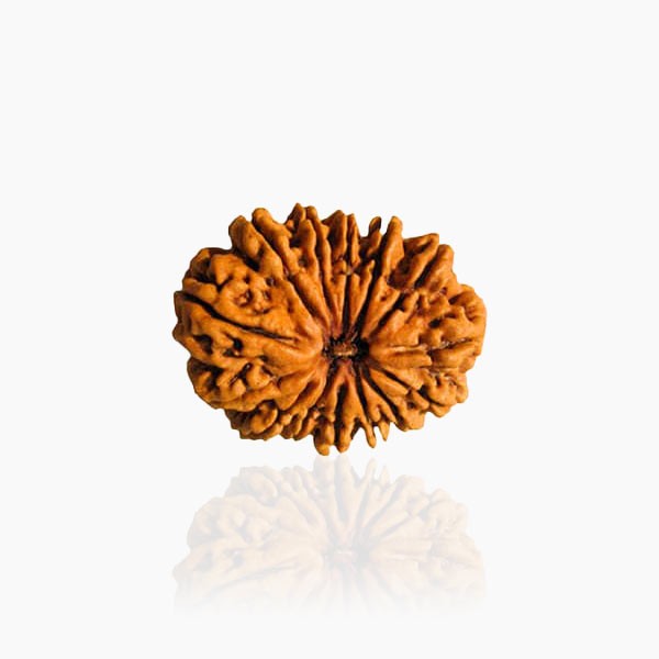 14 Mukhi Rudraksha, Fourteen Face Rudraksha Bead, 15X14 mm